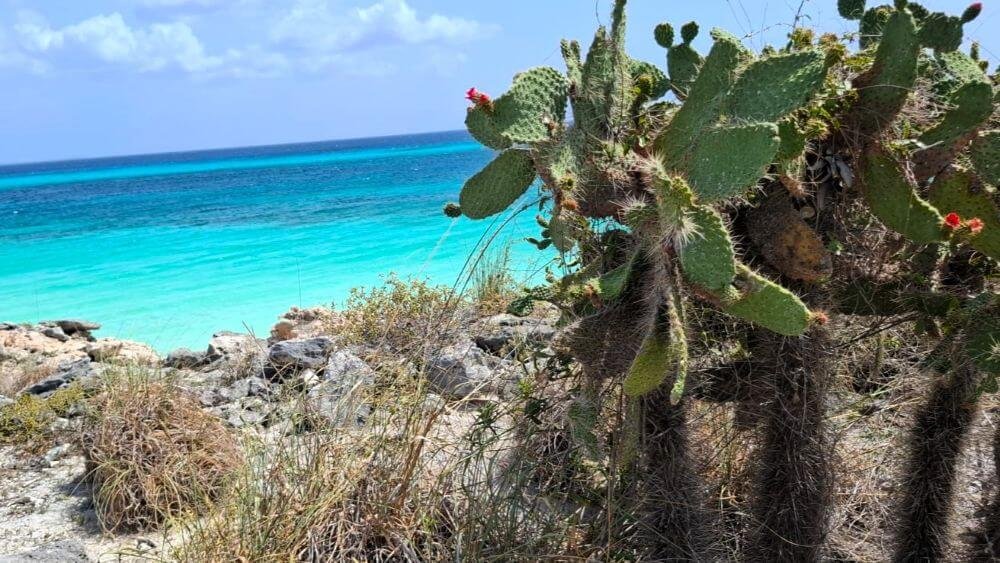 Bahía de las Águilas Express gallery thumbnail 1